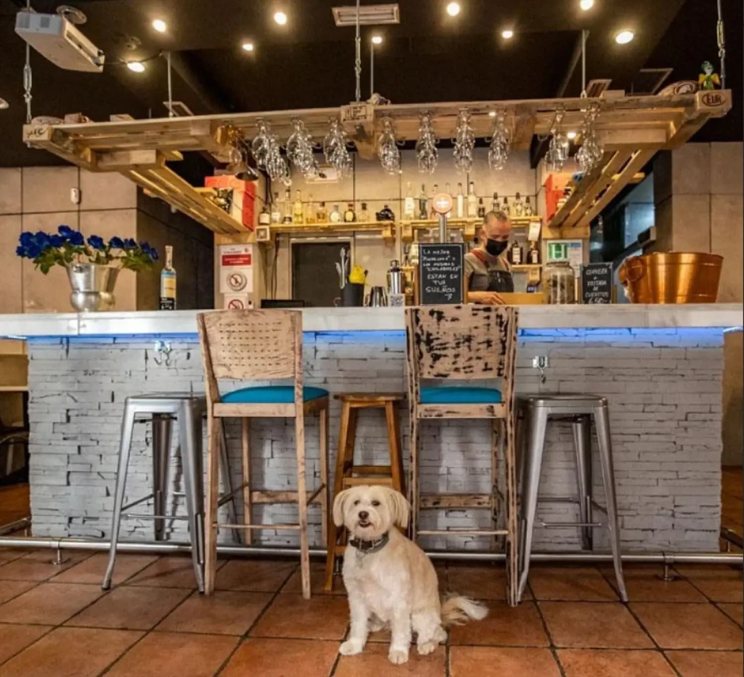 Un perro feliz junto a la barra